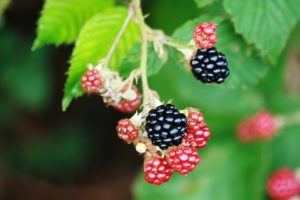 Blackberries Semi Mature Garden Fruit Edible