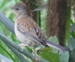 A fledged Junco (pictured), just one of many birds one may experience during Rancho Los Cerritos' Bird Walk Thursday, September 12, 2019, 8-9:30 a.m.