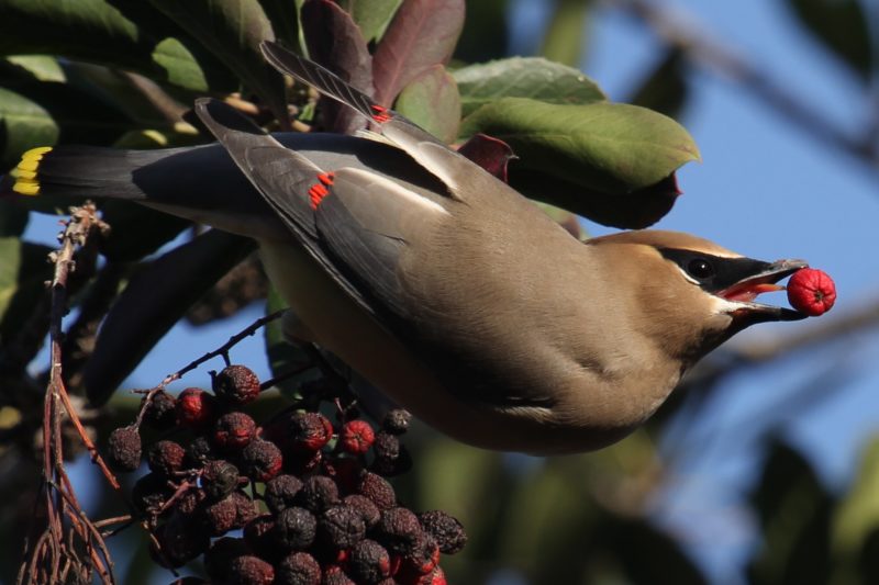 Cedar Waxwing Long Beach