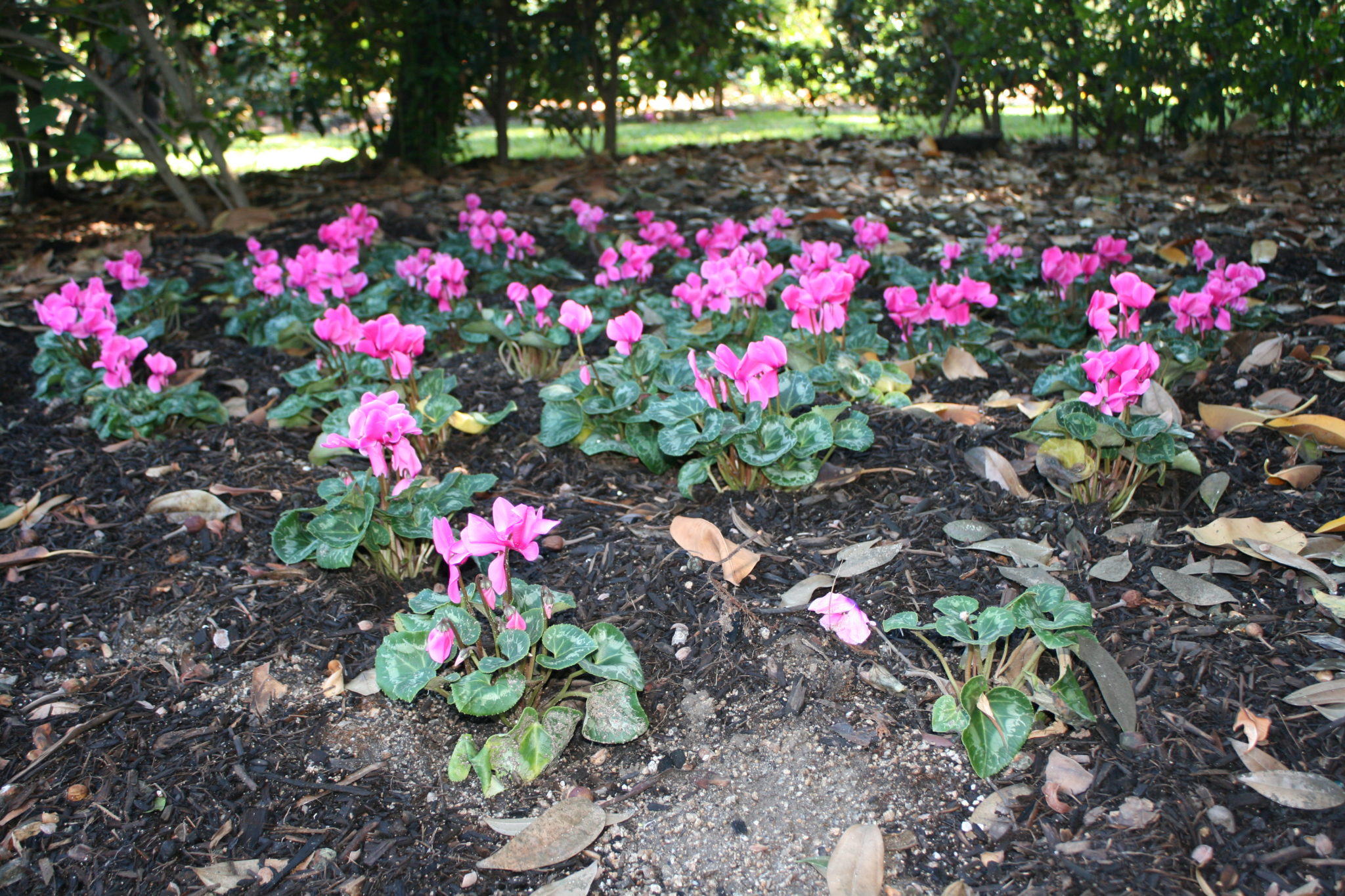 pink cyclamen