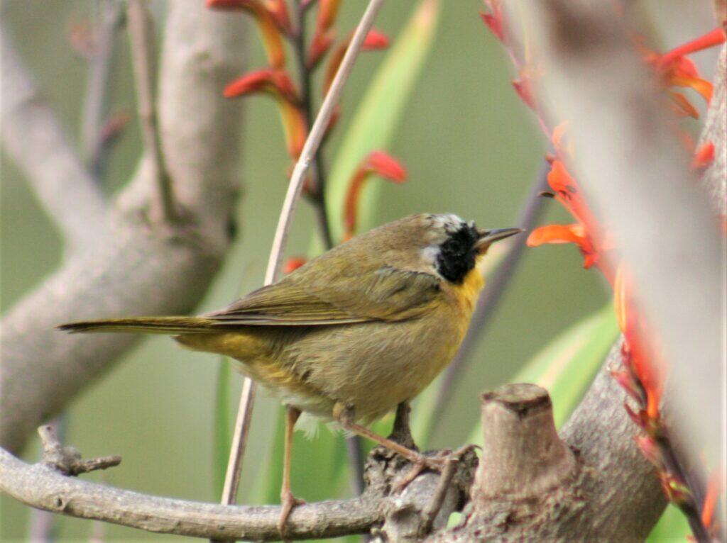 A yellow bird on a branch