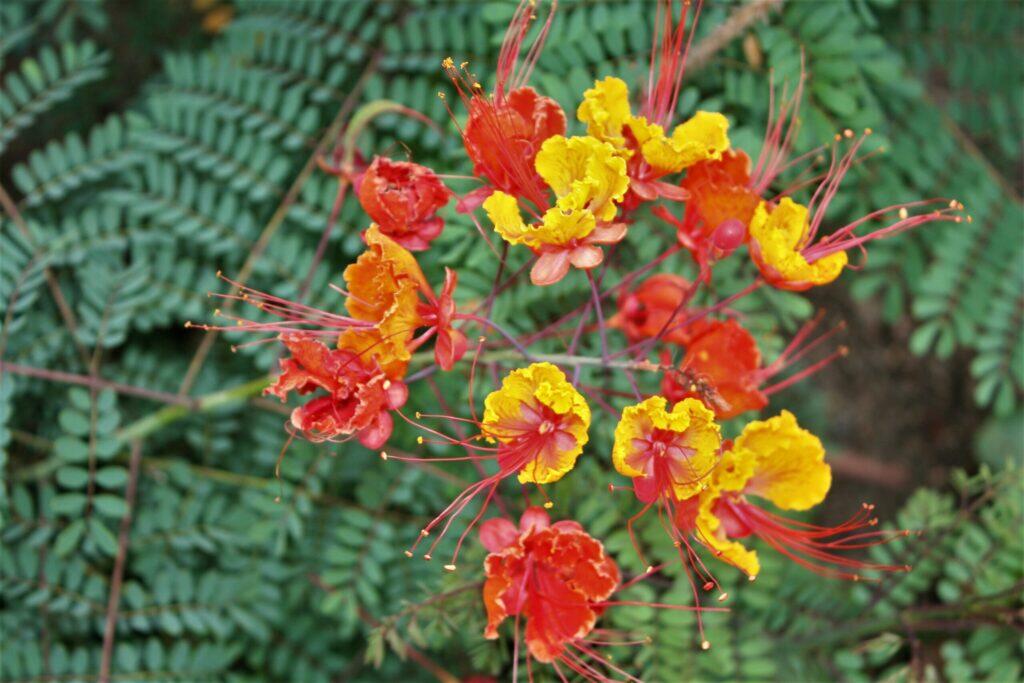 Red Bird of Paradise or Poinciana (Caesalpinia pulcherrima)