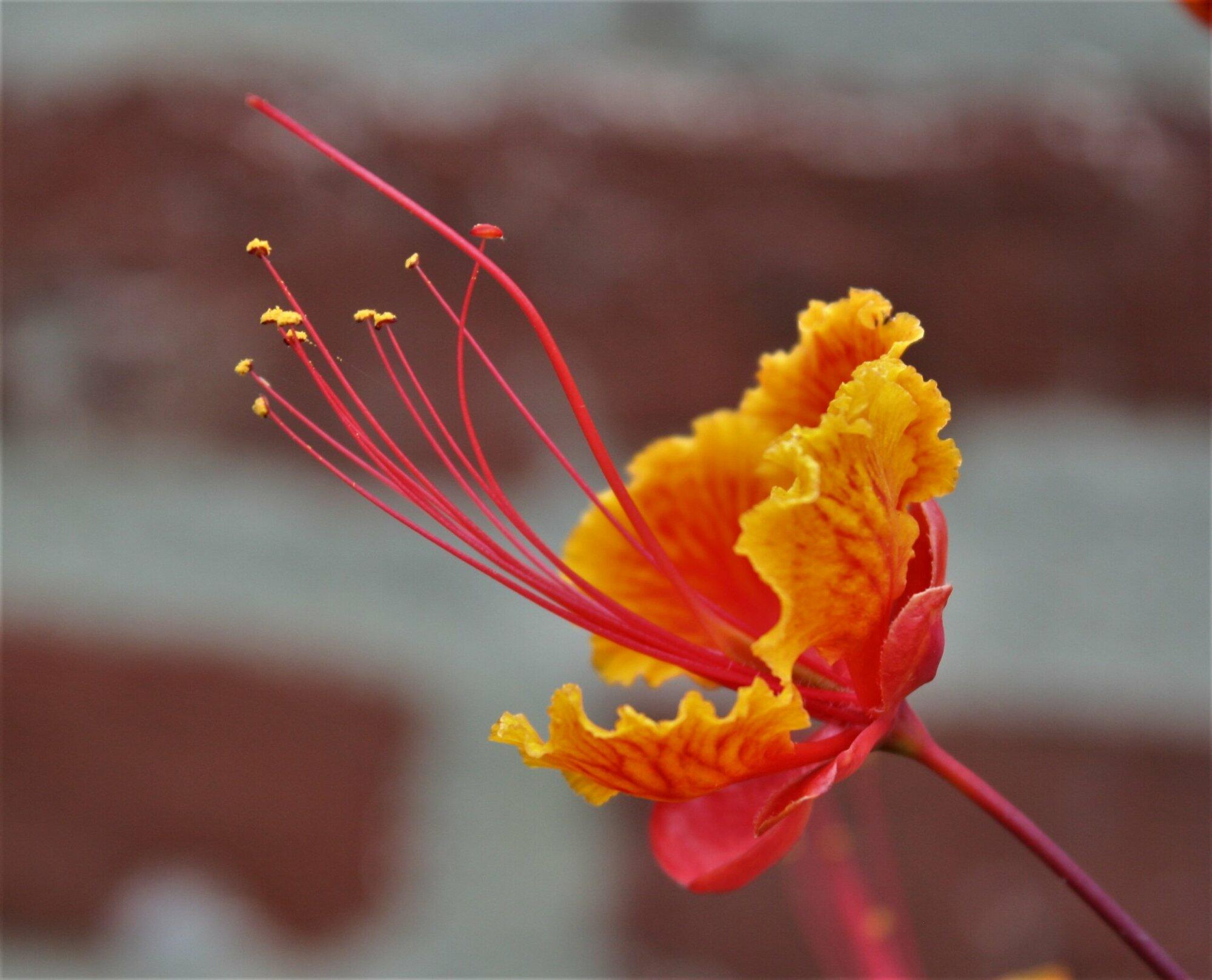 Red Bird of Paradise or Poinciana (Caesalpinia pulcherrima) closeup