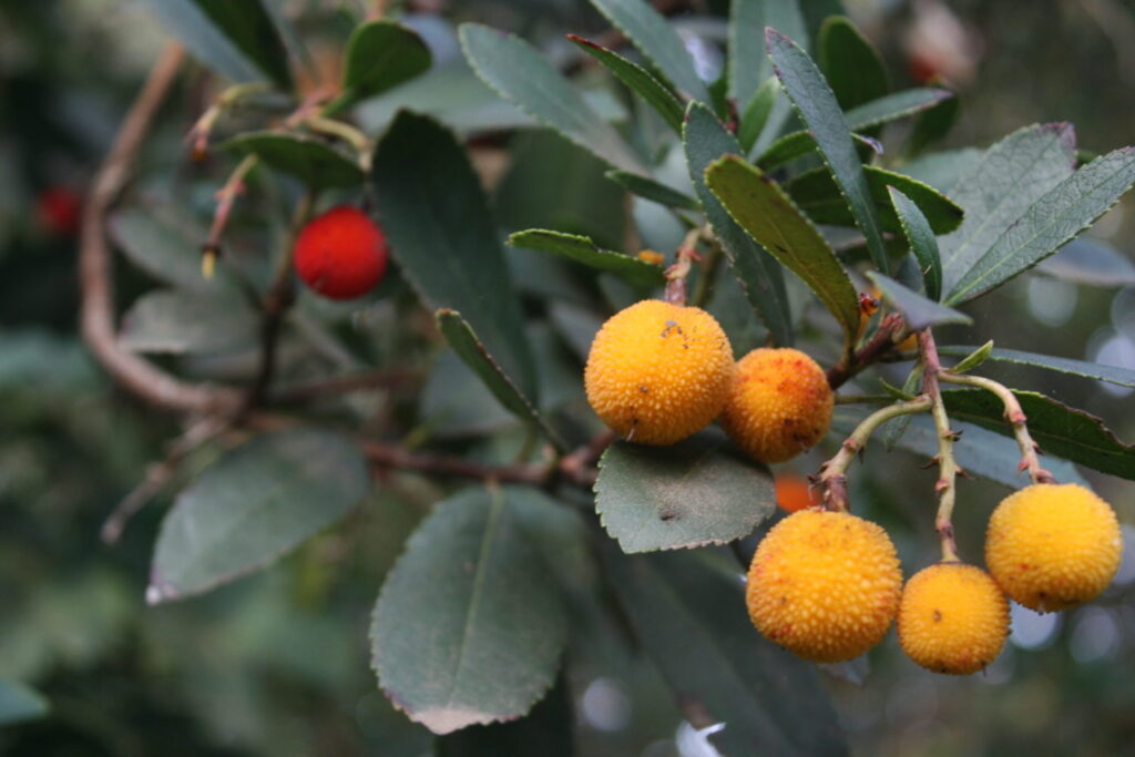 Arbutus unedo Strawberry tree