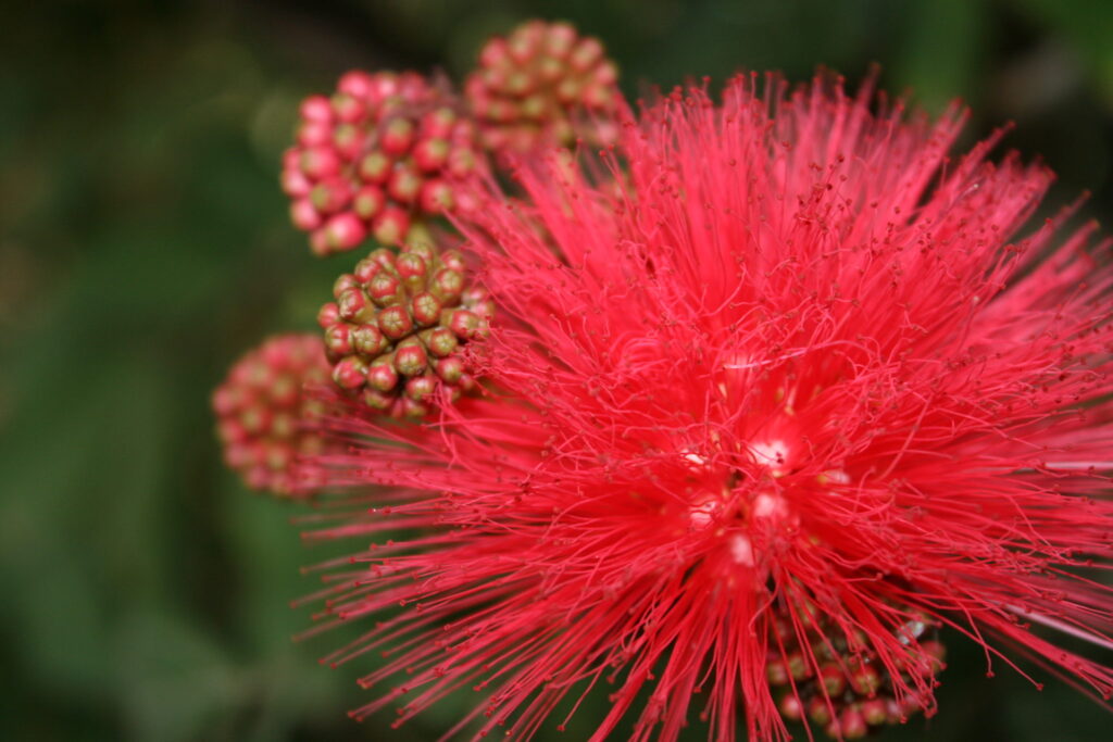 Pink Powder Puff - Calliandra haematocephala