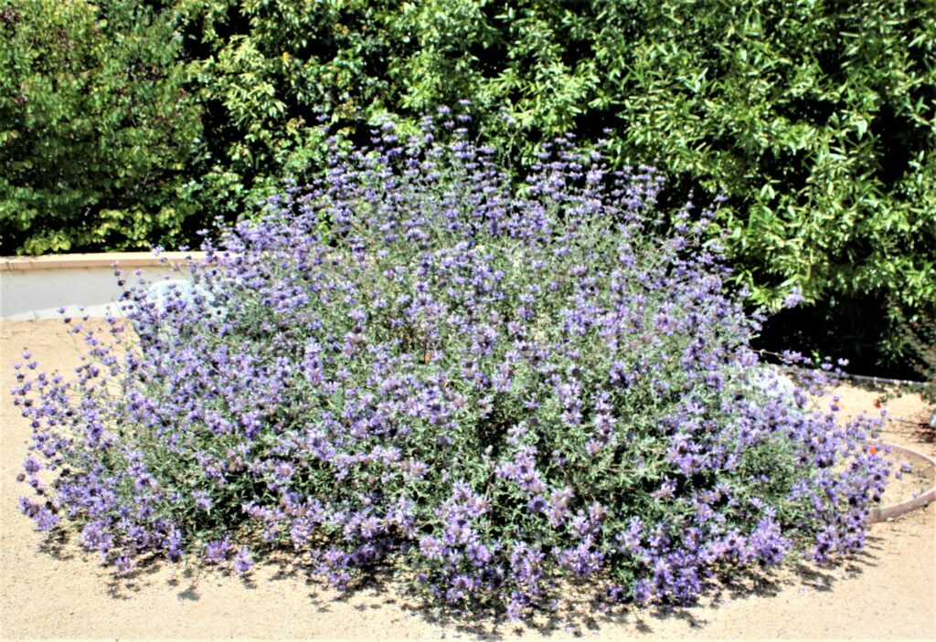 Cleveland Sage near the Visitor Center