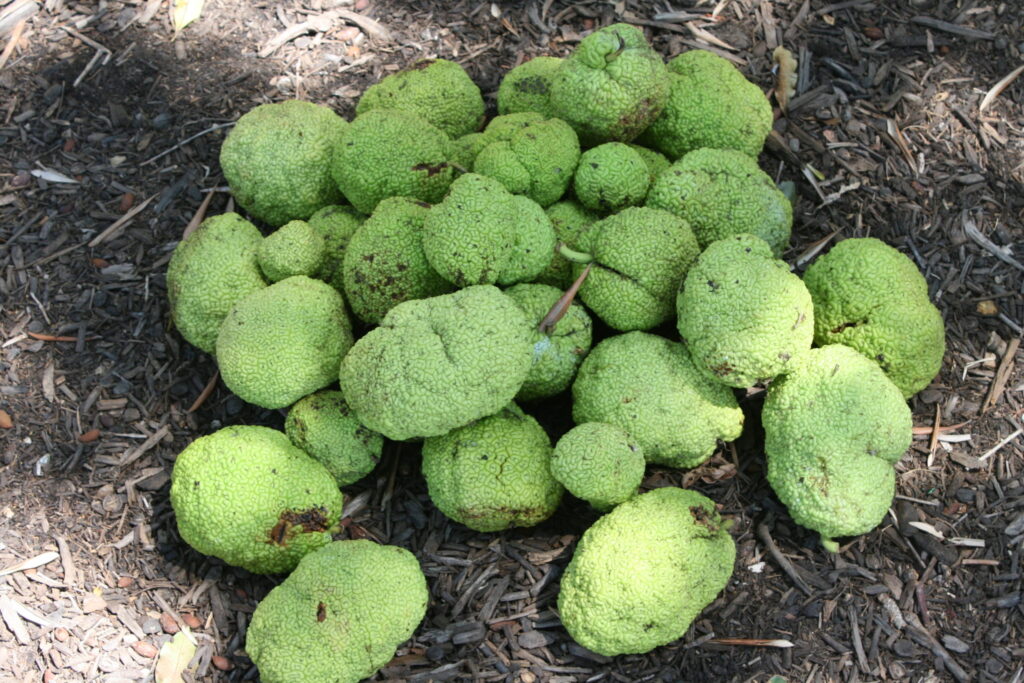 Osage Orange