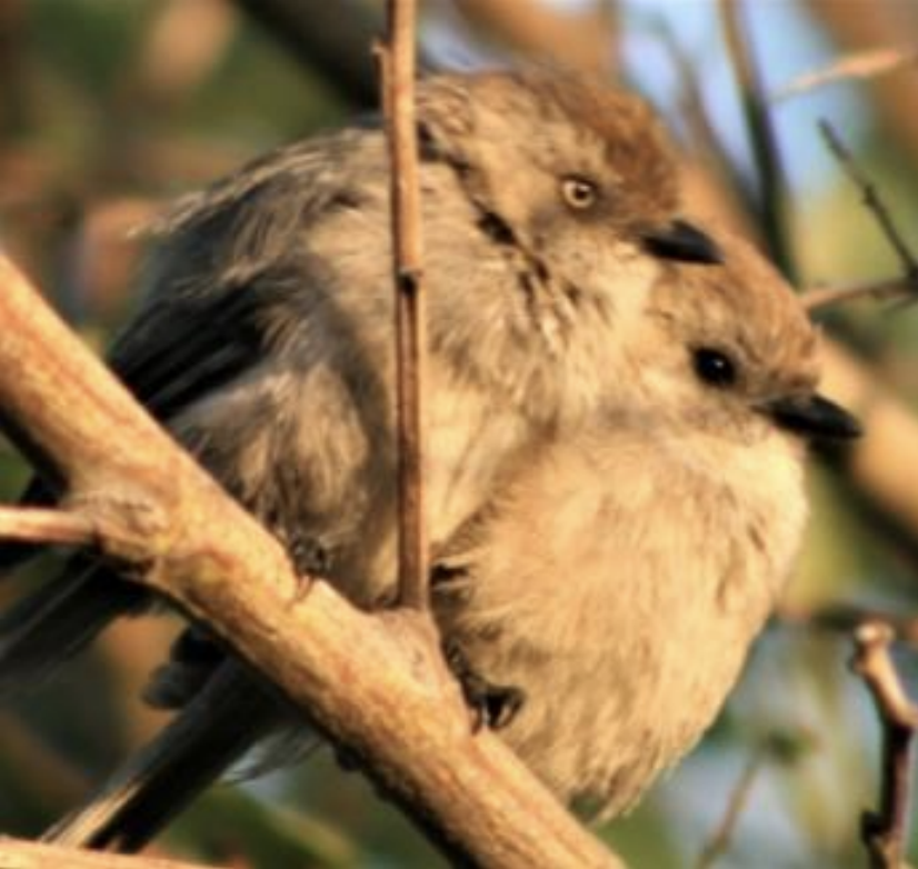 Bushtit Pair