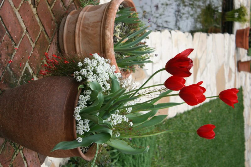 Tulip 'Kingsblood'