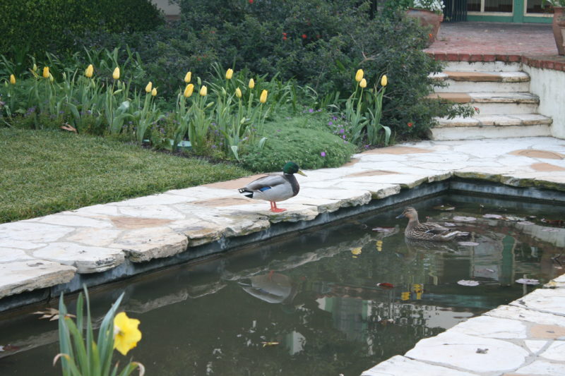 ducks