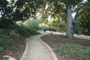 Curved path through a wooded park