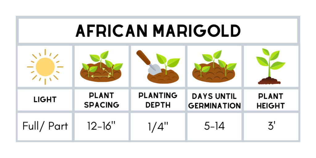 African marigold planting guide: spacing, light, depth, germination.