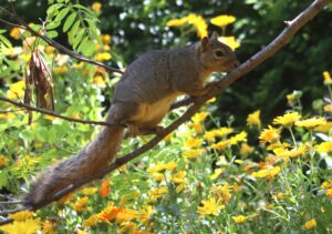 Squirrel on branch with yellow flowers