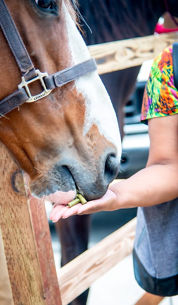 Person feeding horse a treat by hand.