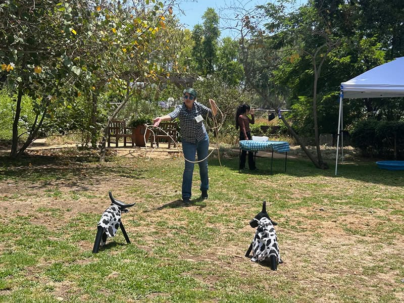 Person lassoing toy cows in garden area.